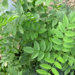 Kit De Culture - Réglisse Glabre - 30 Graines - Glycyrrhiza Glabra -Jardin Luxueux Pas Cher Magasin 6406410a1b7c19.70266138