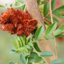 Kit De Culture - Réglisse Glabre - 30 Graines - Glycyrrhiza Glabra -Jardin Luxueux Pas Cher Magasin 6406410a209c89.30083394