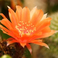 Kit De Culture - Cactus Nain Argentin - 40 Graines - Rebutia / Mix -Jardin Luxueux Pas Cher Magasin 640641133925d5.53399073