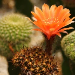 Kit De Culture - Cactus Nain Argentin - 40 Graines - Rebutia / Mix -Jardin Luxueux Pas Cher Magasin 640641133d8f32.78608637