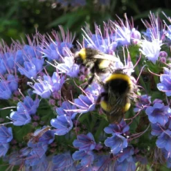 Kit De Culture - Vipérine De Madère - 100 Graines - Echium Fastuosa -Jardin Luxueux Pas Cher Magasin 64064122857f33.93017870