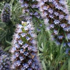 Kit De Culture - Vipérine De Madère - 100 Graines - Echium Fastuosa -Jardin Luxueux Pas Cher Magasin 6406412294c961.08811767