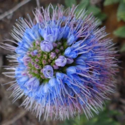 Kit De Culture - Vipérine De Madère - 100 Graines - Echium Fastuosa -Jardin Luxueux Pas Cher Magasin 64064122aaf647.33991819