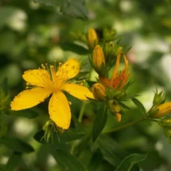 Kit De Culture - Millepertuis Perforé - 300 Graines - Hypericum Perforatum -Jardin Luxueux Pas Cher Magasin 64064130d076c2.07984889