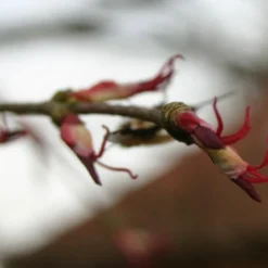 Kit De Culture - Arbre Au Caramel - 200 Graines - Cercidiphyllum Japonicum -Jardin Luxueux Pas Cher Magasin 64064132b43652.18516611