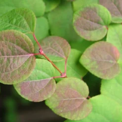 Kit De Culture - Arbre Au Caramel - 200 Graines - Cercidiphyllum Japonicum -Jardin Luxueux Pas Cher Magasin 64064132b8b5b0.99715833