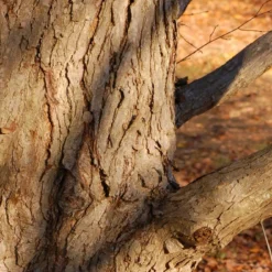 Kit De Culture - Arbre Au Caramel - 200 Graines - Cercidiphyllum Japonicum -Jardin Luxueux Pas Cher Magasin 64064132bf1940.87270238