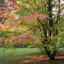 Kit De Culture - Arbre Au Caramel - 200 Graines - Cercidiphyllum Japonicum -Jardin Luxueux Pas Cher Magasin 64064132c43808.73135697