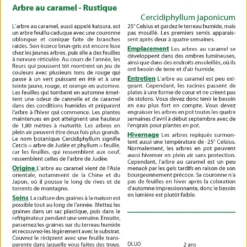 Kit De Culture - Arbre Au Caramel - 200 Graines - Cercidiphyllum Japonicum -Jardin Luxueux Pas Cher Magasin 64064132c9d4c4.04855019