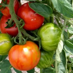 Kit De Culture - Tomate Tigerella - 10 Graines - Lycopersicon Esculentum -Jardin Luxueux Pas Cher Magasin 64064139c32640.41792256