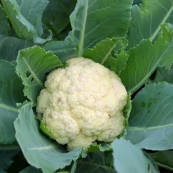 Kit De Culture - Bio - Chou-fleur - Boule De Neige - 70 Graines - Brassica Oleracea Var. Botrytis -Jardin Luxueux Pas Cher Magasin 6406413d5b1b17.42762175