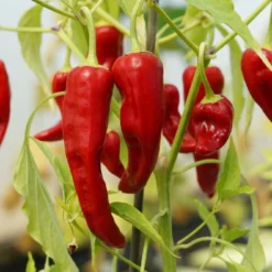 Kit De Culture - Bio - Piment - De Cayenne Long Slim - 10 Graines - Capsicum Annuum -Jardin Luxueux Pas Cher Magasin 64064142b69022.82344798