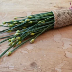 Kit De Culture - Bio - Ciboulette De Chine - 100 Graines - Allium Tuberosum 10 Kit De Culture - Bio - Ciboulette De Chine - 100 Graines - Allium Tuberosum -Jardin Luxueux Pas Cher Magasin 6406414b03b642.32519307