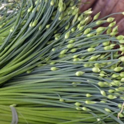 Kit De Culture - Bio - Ciboulette De Chine - 100 Graines - Allium Tuberosum 13 Kit De Culture - Bio - Ciboulette De Chine - 100 Graines - Allium Tuberosum -Jardin Luxueux Pas Cher Magasin 6406414b167639.94224056