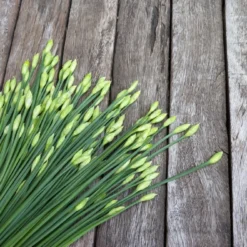 Kit De Culture - Bio - Ciboulette De Chine - 100 Graines - Allium Tuberosum 11 Kit De Culture - Bio - Ciboulette De Chine - 100 Graines - Allium Tuberosum -Jardin Luxueux Pas Cher Magasin 6406414b1c88b9.10656112