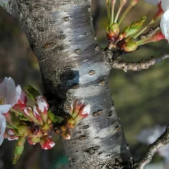 Kit De Culture - Cerisier Du Japon - 30 Graines - Prunus Serrulata -Jardin Luxueux Pas Cher Magasin 64064157569a34.21301992