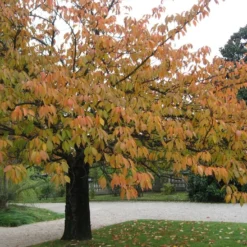 Kit De Culture - Cerisier Du Japon - 30 Graines - Prunus Serrulata -Jardin Luxueux Pas Cher Magasin 640641575b4f81.13640687