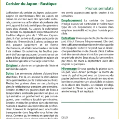 Kit De Culture - Cerisier Du Japon - 30 Graines - Prunus Serrulata -Jardin Luxueux Pas Cher Magasin 64064157603ec8.18852446
