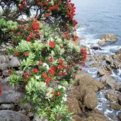 Kit De Culture - L'arbre De Noël De Nouvelle-zélande - 300 Graines - Metrosideros Excelsa -Jardin Luxueux Pas Cher Magasin 6406415d283a93.44057268