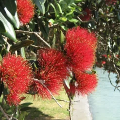 Kit De Culture - L'arbre De Noël De Nouvelle-zélande - 300 Graines - Metrosideros Excelsa -Jardin Luxueux Pas Cher Magasin 6406415d3520e7.73193790