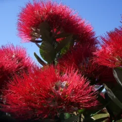 Kit De Culture - L'arbre De Noël De Nouvelle-zélande - 300 Graines - Metrosideros Excelsa -Jardin Luxueux Pas Cher Magasin 6406415d3f3842.61166487