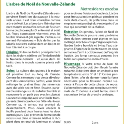 Kit De Culture - L'arbre De Noël De Nouvelle-zélande - 300 Graines - Metrosideros Excelsa -Jardin Luxueux Pas Cher Magasin 6406415d43fb13.76934822