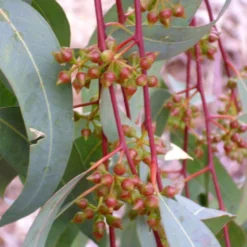 Kit De Culture - Gommier Des Rivières - 200 Graines - Eucalyptus Camaldulensis -Jardin Luxueux Pas Cher Magasin 640641614f3132.05974741