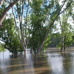 Kit De Culture - Gommier Des Rivières - 200 Graines - Eucalyptus Camaldulensis -Jardin Luxueux Pas Cher Magasin 64064161619477.71494550