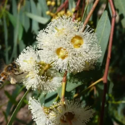 Kit De Culture - Gommier Des Rivières - 200 Graines - Eucalyptus Camaldulensis -Jardin Luxueux Pas Cher Magasin 6406416166b152.10578394
