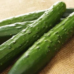 Kit De Culture - Bio - Concombre - Marketmore - 20 Graines - Cucumis Sativus -Jardin Luxueux Pas Cher Magasin 6406416948fd83.53412798