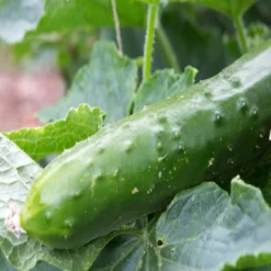 Kit De Culture - Bio - Concombre - Marketmore - 20 Graines - Cucumis Sativus -Jardin Luxueux Pas Cher Magasin 64064169648772.30261151