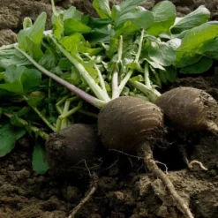 Kit De Culture - Bio - Radis - Noir - 100 Graines - Raphanus Sativus -Jardin Luxueux Pas Cher Magasin 64064173ee0006.07833829