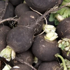 Kit De Culture - Bio - Radis - Noir - 100 Graines - Raphanus Sativus -Jardin Luxueux Pas Cher Magasin 64064173f394f8.17154617