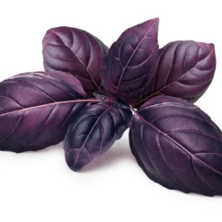 Kit De Culture - Bio - Basilic - Pourpre - 400 Graines - Ocimum Basilicum -Jardin Luxueux Pas Cher Magasin 6406417773e556.94850181