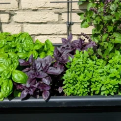 Kit De Culture - Bio - Basilic - Pourpre - 400 Graines - Ocimum Basilicum -Jardin Luxueux Pas Cher Magasin 64064177a2a743.82127774