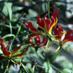 Kit De Culture - Lis De Malabar - 15 Graines - Gloriosa Rothschildiana -Jardin Luxueux Pas Cher Magasin 64064179340333.58024990