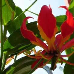 Kit De Culture - Lis De Malabar - 15 Graines - Gloriosa Rothschildiana -Jardin Luxueux Pas Cher Magasin 64064179395b30.04824162