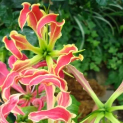 Kit De Culture - Lis De Malabar - 15 Graines - Gloriosa Rothschildiana -Jardin Luxueux Pas Cher Magasin 640641793eacd3.10311548