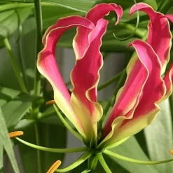 Kit De Culture - Lis De Malabar - 15 Graines - Gloriosa Rothschildiana -Jardin Luxueux Pas Cher Magasin 64064179487d00.83917565