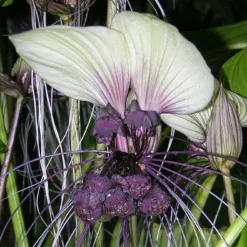 Kit De Culture - Plante Chauve-souris Blanche - 10 Graines - Tacca Integrifolia -Jardin Luxueux Pas Cher Magasin 6406417d5508f9.96415960
