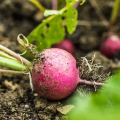 Kit De Culture - Bio - Radis - Cherry Bell - 100 Graines - Raphanus Sativus -Jardin Luxueux Pas Cher Magasin 640641a6420921.87770760