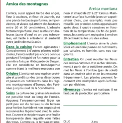 Kit De Culture - Arnica Des Montagnes - 40 Graines - Arnica Montana -Jardin Luxueux Pas Cher Magasin 640641a90508a4.25880173