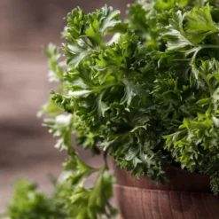 Kit De Culture - Bio - Persil Frisé - 800 Graines - Petroselinum Crispum -Jardin Luxueux Pas Cher Magasin 640641ae84ab86.75027248