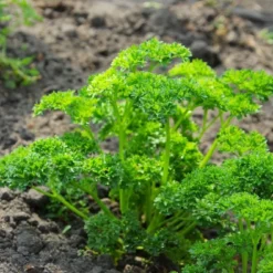 Kit De Culture - Bio - Persil Frisé - 800 Graines - Petroselinum Crispum -Jardin Luxueux Pas Cher Magasin 640641ae8b56d4.04818113