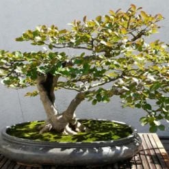 Kit De Culture - Myrte Commun - 30 Graines - Myrtus Communis -Jardin Luxueux Pas Cher Magasin 640641b37af733.30049485