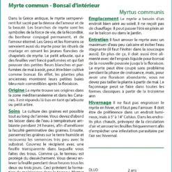 Kit De Culture - Myrte Commun - 30 Graines - Myrtus Communis -Jardin Luxueux Pas Cher Magasin 640641b38ab843.99066445