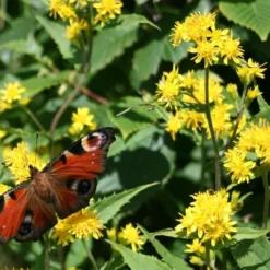 Kit De Culture - Solidage Verge D'or - 100 Graines - Solidago Virgaurea -Jardin Luxueux Pas Cher Magasin 640641b4c90c32.39776300