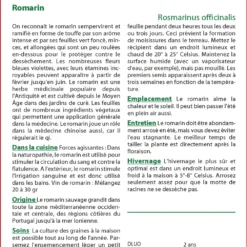 Kit De Culture - Romarin - 100 Graines - Rosmarinus Officinalis -Jardin Luxueux Pas Cher Magasin 640641bc5a3695.92918308