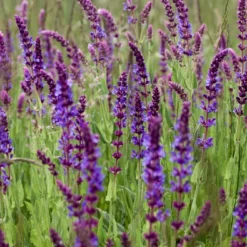 Kit De Culture - Bio - Sauge - 60 Graines - Salvia Officinalis -Jardin Luxueux Pas Cher Magasin 640641bf438086.74821203