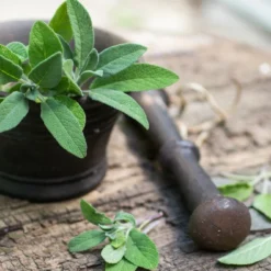 Kit De Culture - Bio - Sauge - 60 Graines - Salvia Officinalis -Jardin Luxueux Pas Cher Magasin 640641bf49c633.28736472